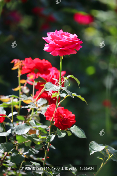 花團(tuán)錦簇的月季花