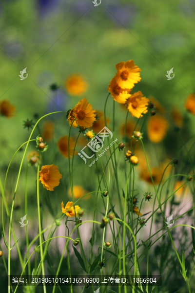 風(fēng)中搖曳的金雞菊