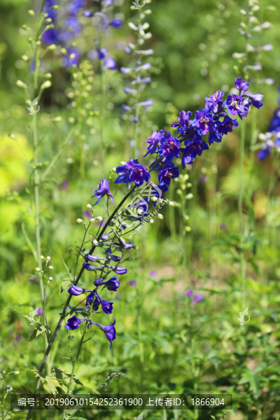 翠雀花高清