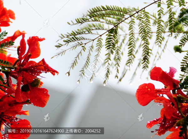 汕頭大學的鳳凰木