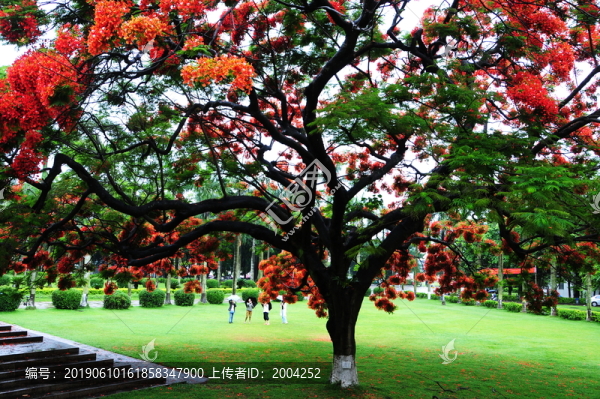 汕頭大學鳳凰木
