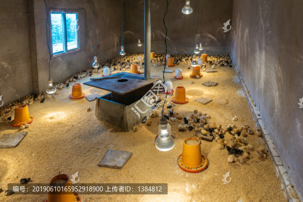 小雞孵化