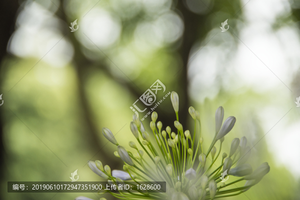 紫嬌花