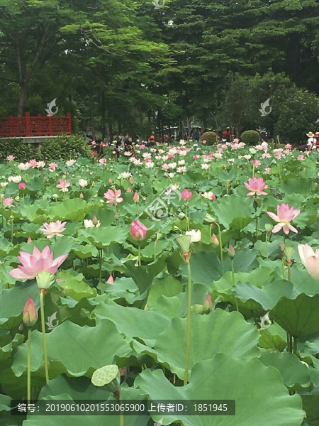荷花