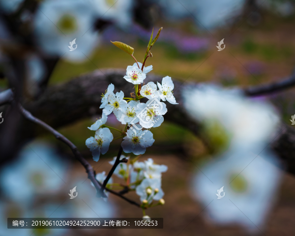 梨花