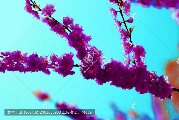 櫻花