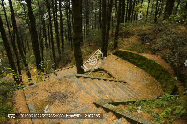 森林山道