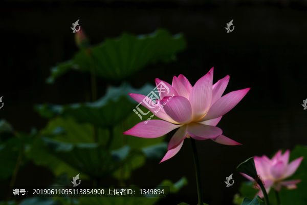 荷塘月色