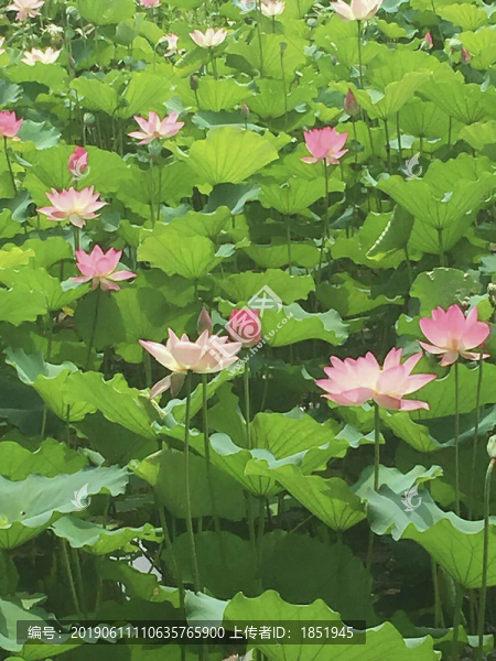 荷花