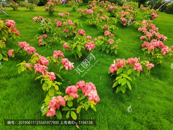 粉葉金花種植