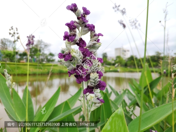 水芭蕉