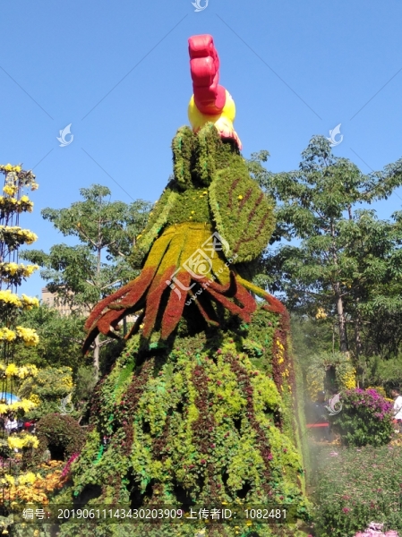 菊花