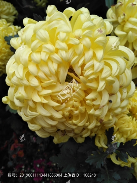 菊花