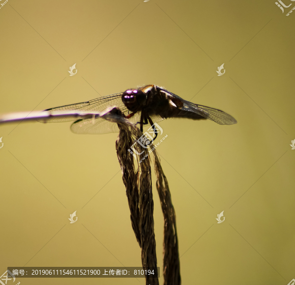 蜻蜓