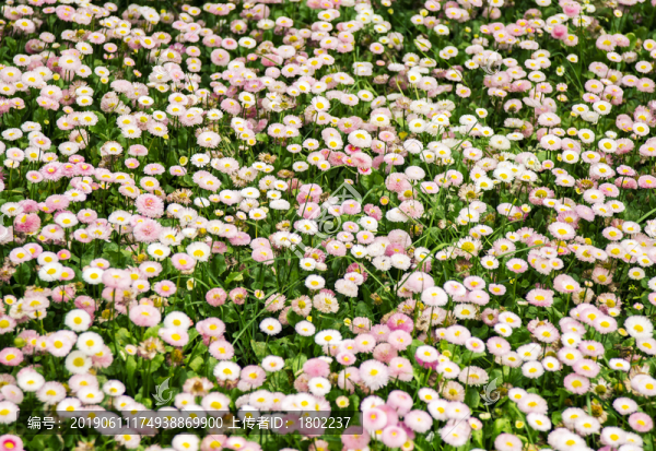 花叢