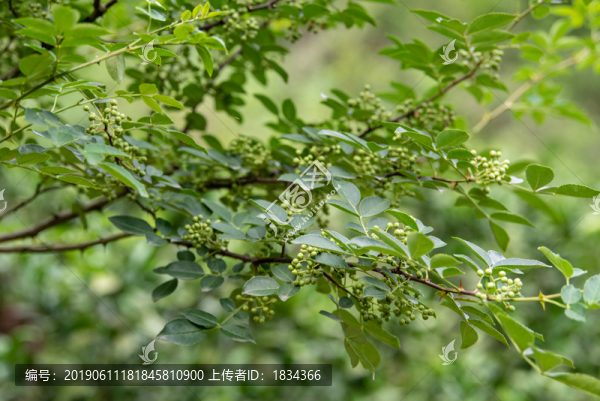 青花椒