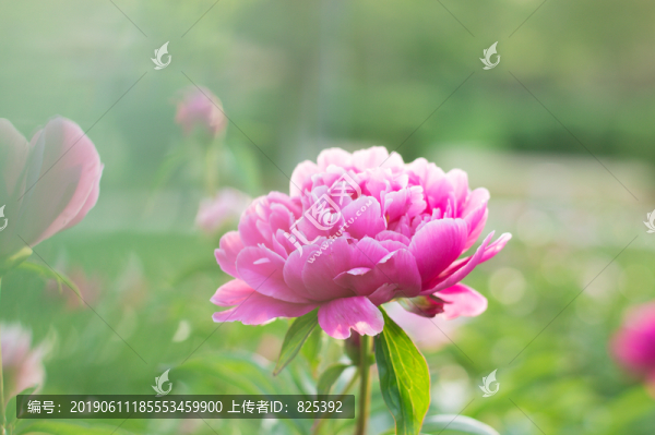 芍藥