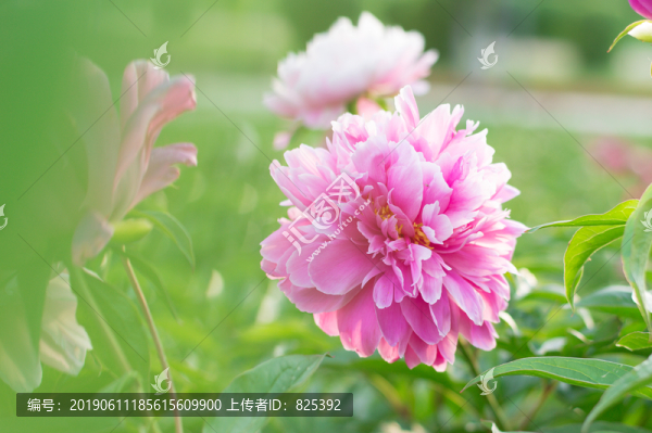 芍藥