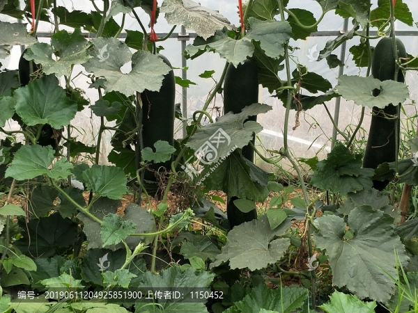 翡翠冬瓜