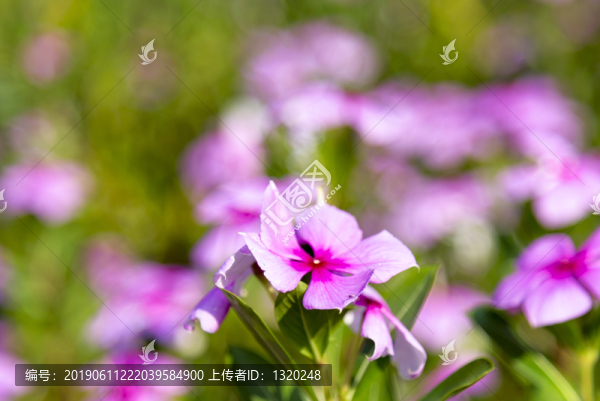 花朵