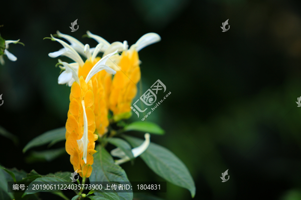 花卉鮮花