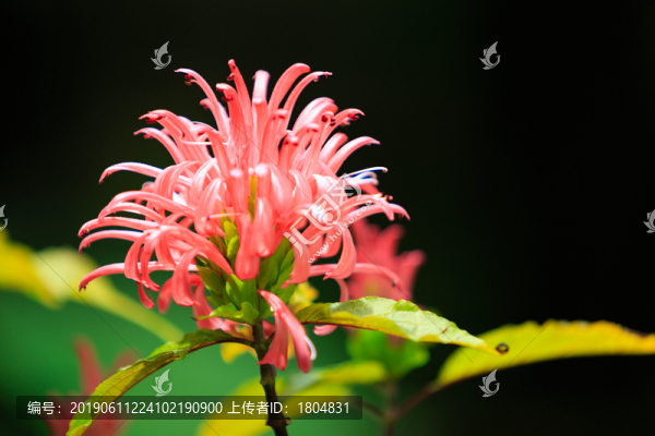 花卉鮮花