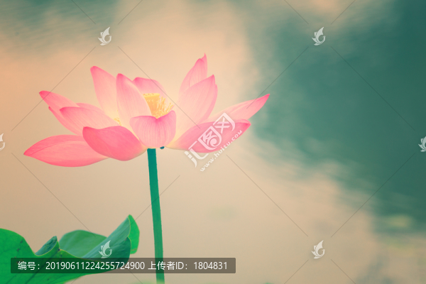 荷花蓮花