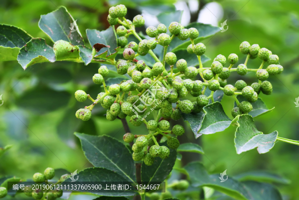 青花椒