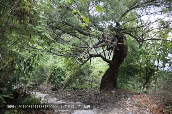 徽青古道