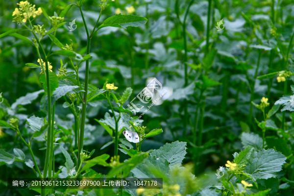 蝴蝶油菜花