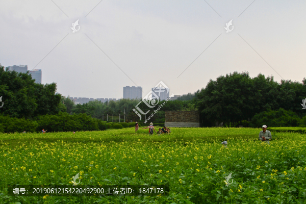 油菜花
