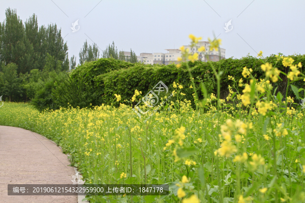 油菜花