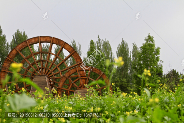 油菜花