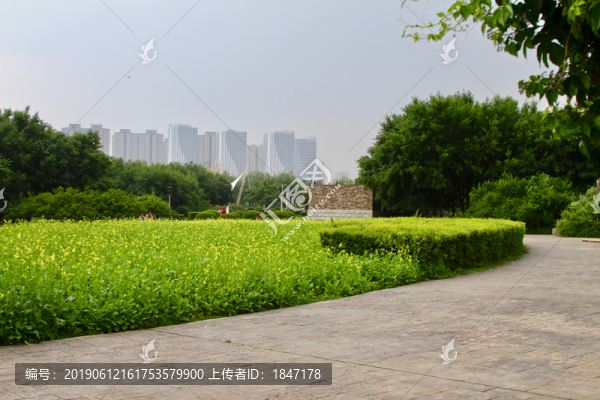 油菜花小路