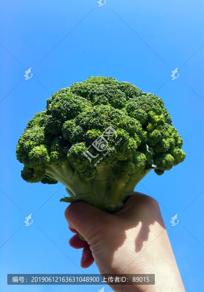 一朵西蘭花