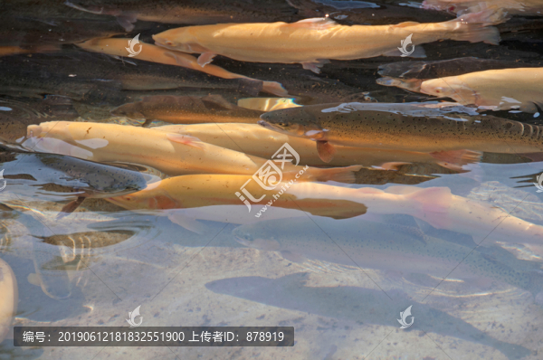 虹鱒魚(yú)