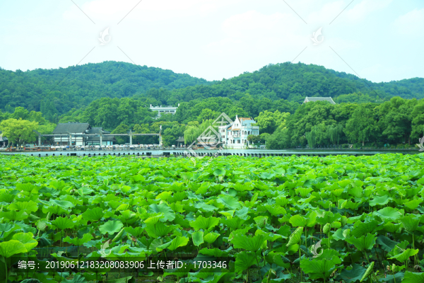 曲院風(fēng)荷景區(qū)
