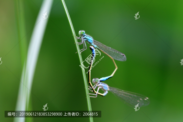 藍(lán)蜻蜓