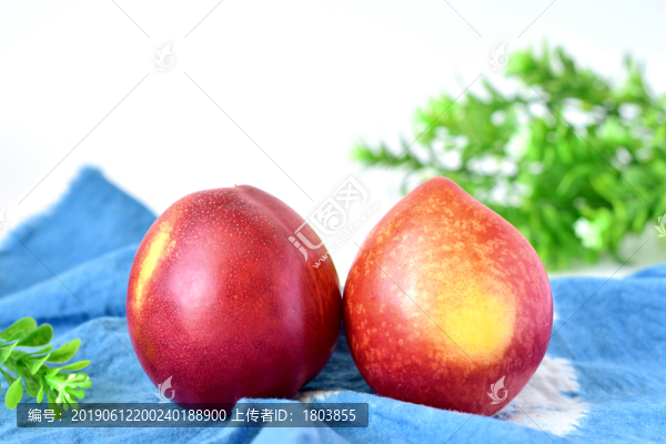 油桃