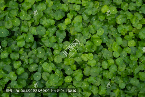 綠葉植物墻廣告海報素材
