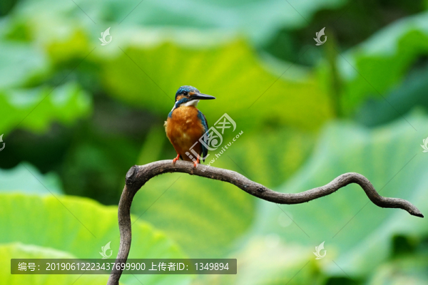 翠鳥荷花