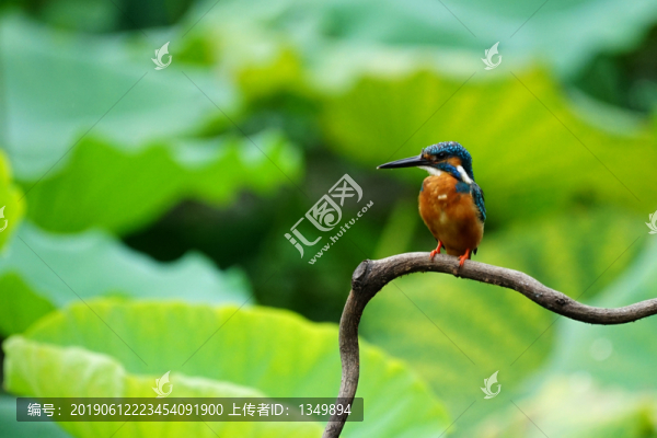 翠鳥荷花