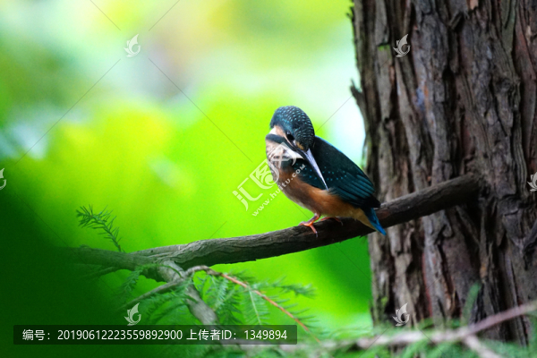 翠鳥荷花