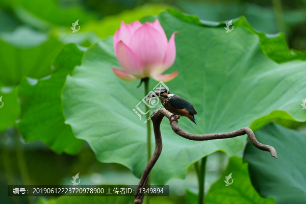 翠鳥荷花