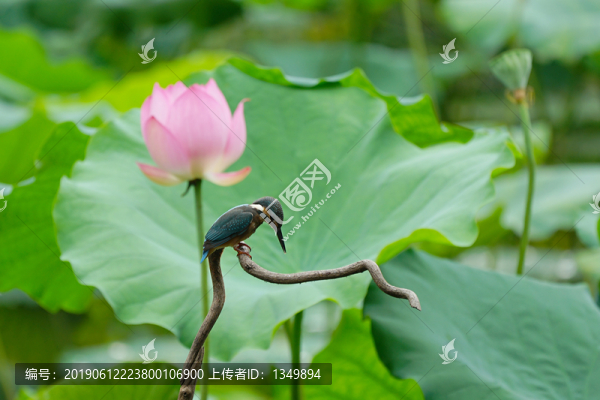 翠鳥荷花