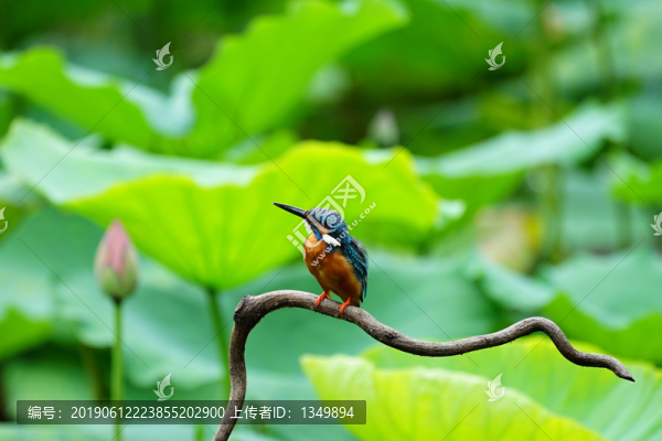 翠鳥(niǎo)荷花