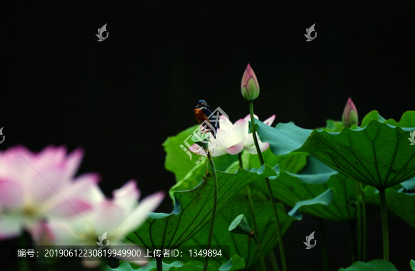 翠鳥荷花