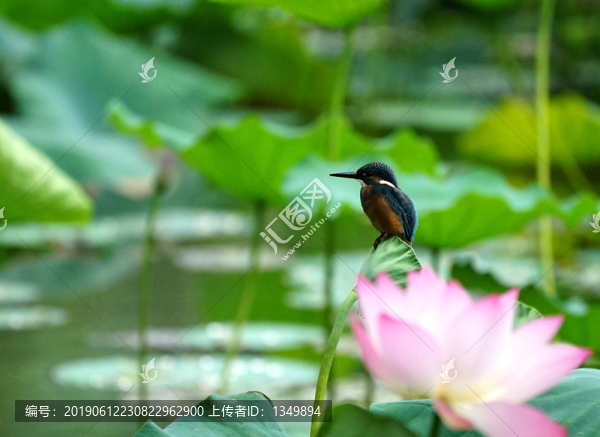 翠鳥荷花