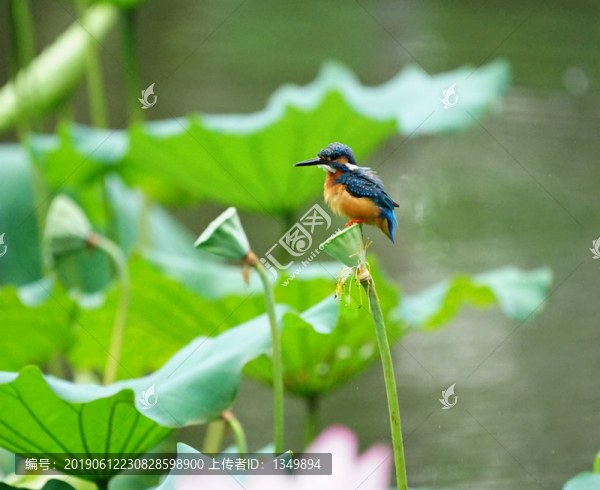 翠鳥荷花