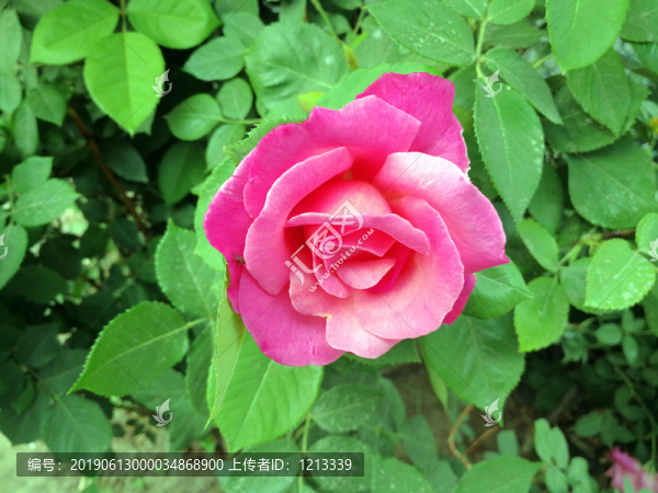 芍藥花